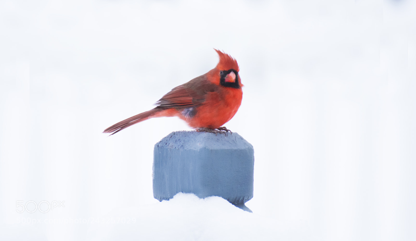 Nikon D500 sample photo. Red cardinal photography