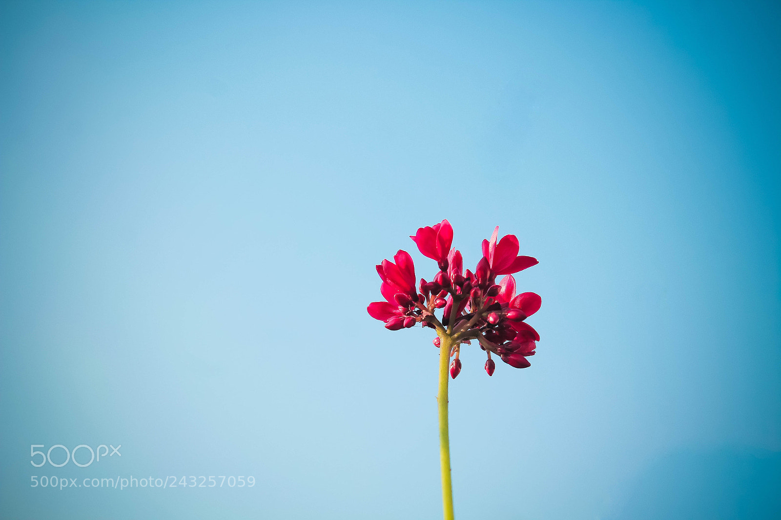 Canon EOS 1300D (EOS Rebel T6 / EOS Kiss X80) sample photo. Minimal flower photography