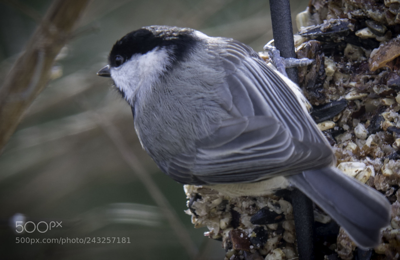 Nikon D850 sample photo. Bird test photography