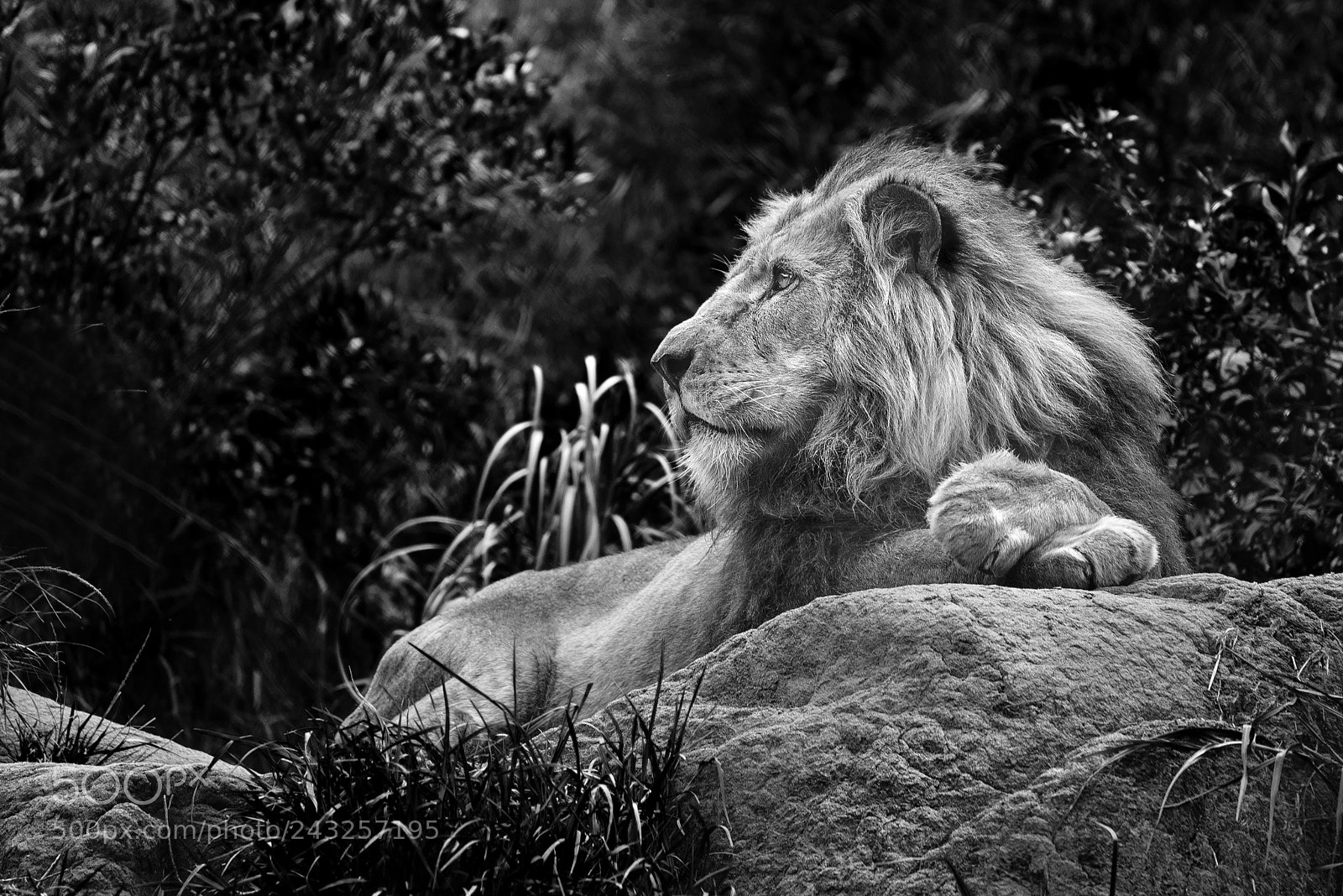 Nikon D610 sample photo. In the wild live photography
