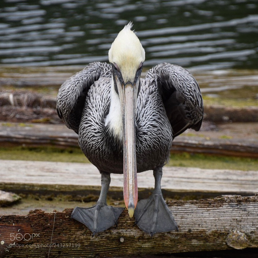 Nikon D5500 sample photo. Curios pelican -south florida photography