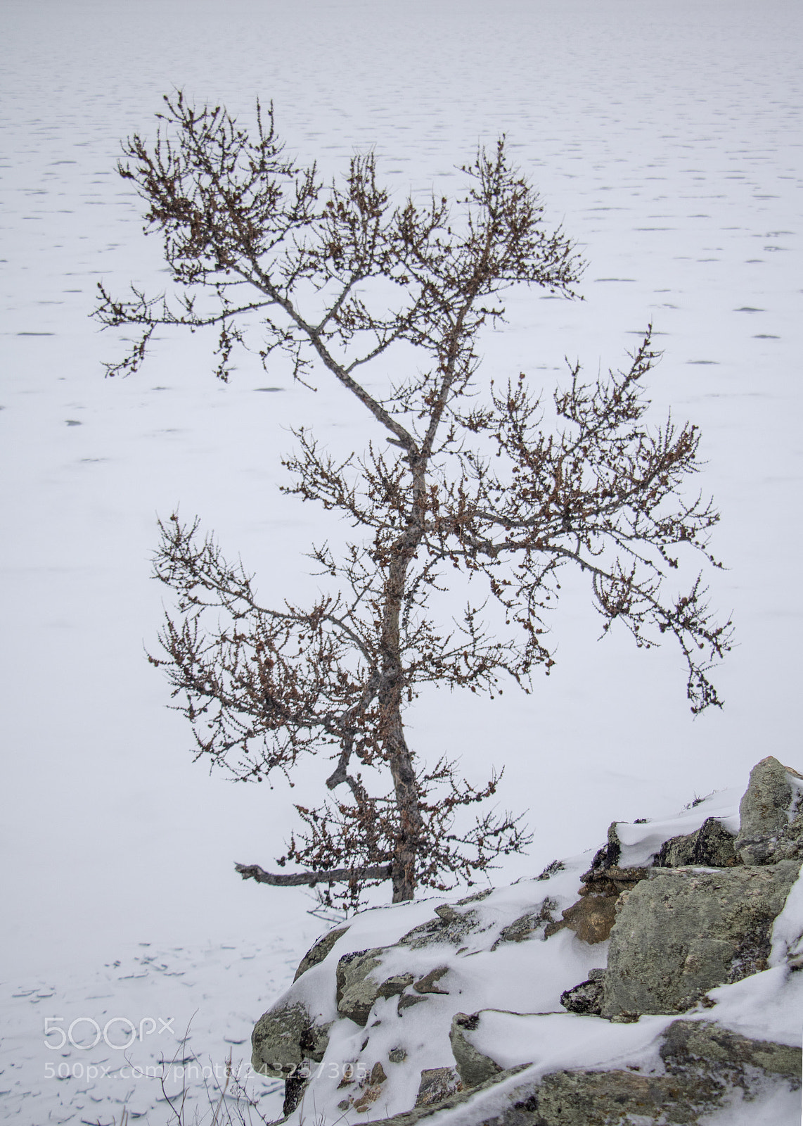 Canon EOS 750D (EOS Rebel T6i / EOS Kiss X8i) sample photo. Tree by baikal photography