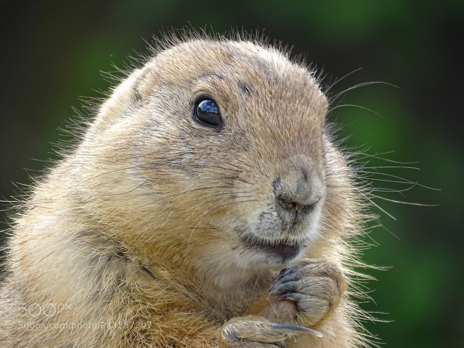 Sony Cyber-shot DSC-HX400V sample photo. Prairie dog photography