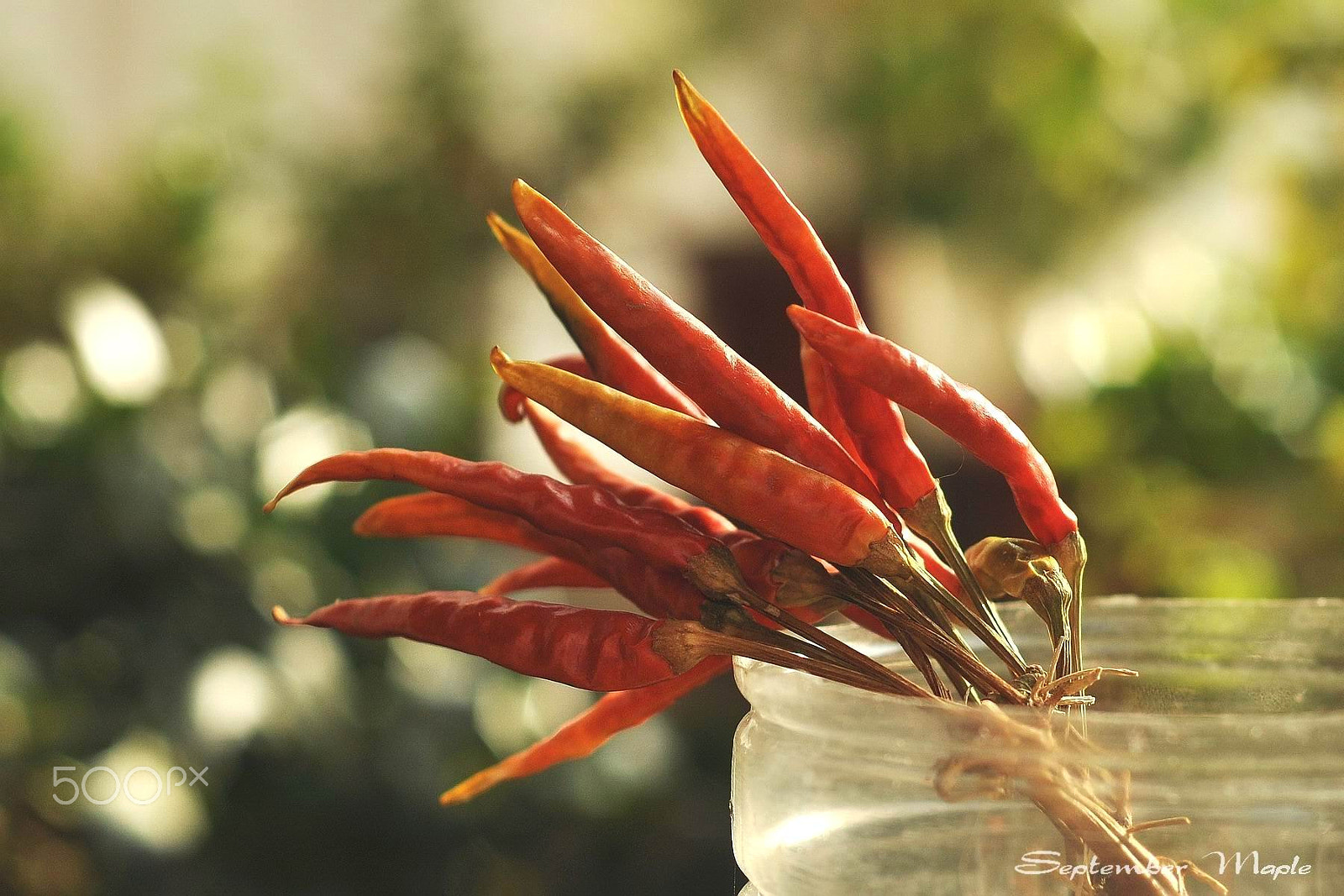 Nikon D90 + Nikon AF Nikkor 50mm F1.8D sample photo. 最后的红辣椒 photography
