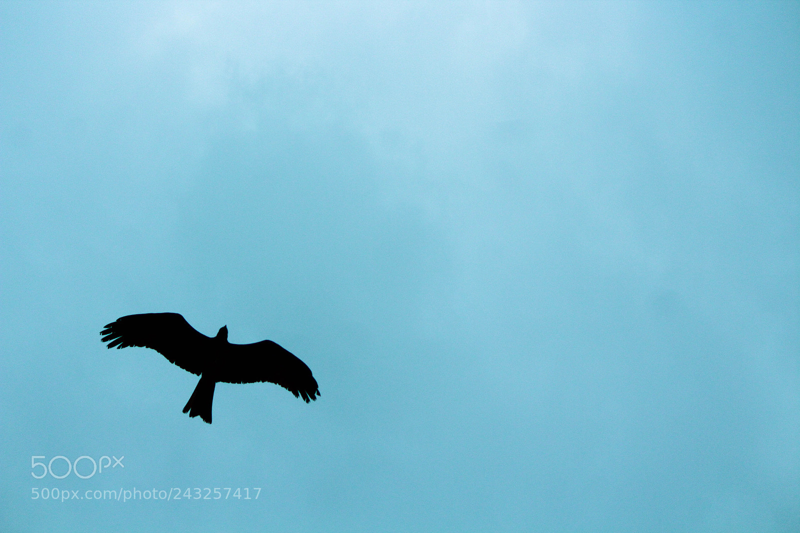 Canon EOS 1300D (EOS Rebel T6 / EOS Kiss X80) sample photo. Wings of freedom photography