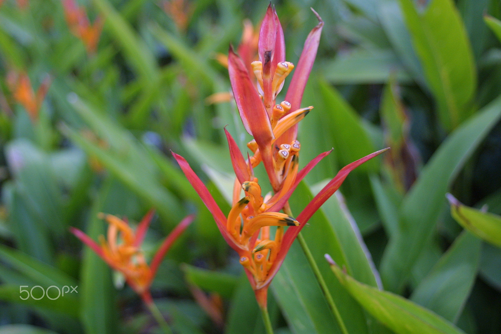 Canon EOS D30 + Canon EF 28-80mm f/3.5-5.6 sample photo. Heliconia psittacorum pretty photography