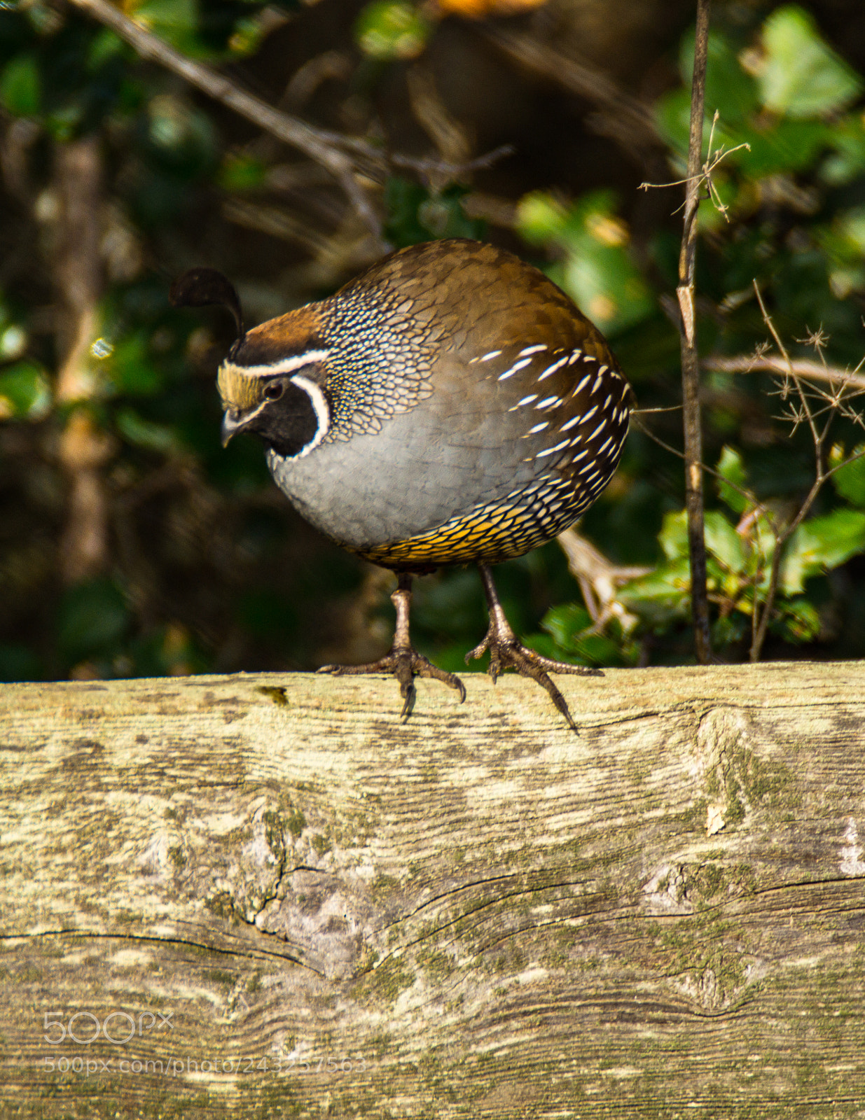 Sony SLT-A58 sample photo. California quail [male] photography