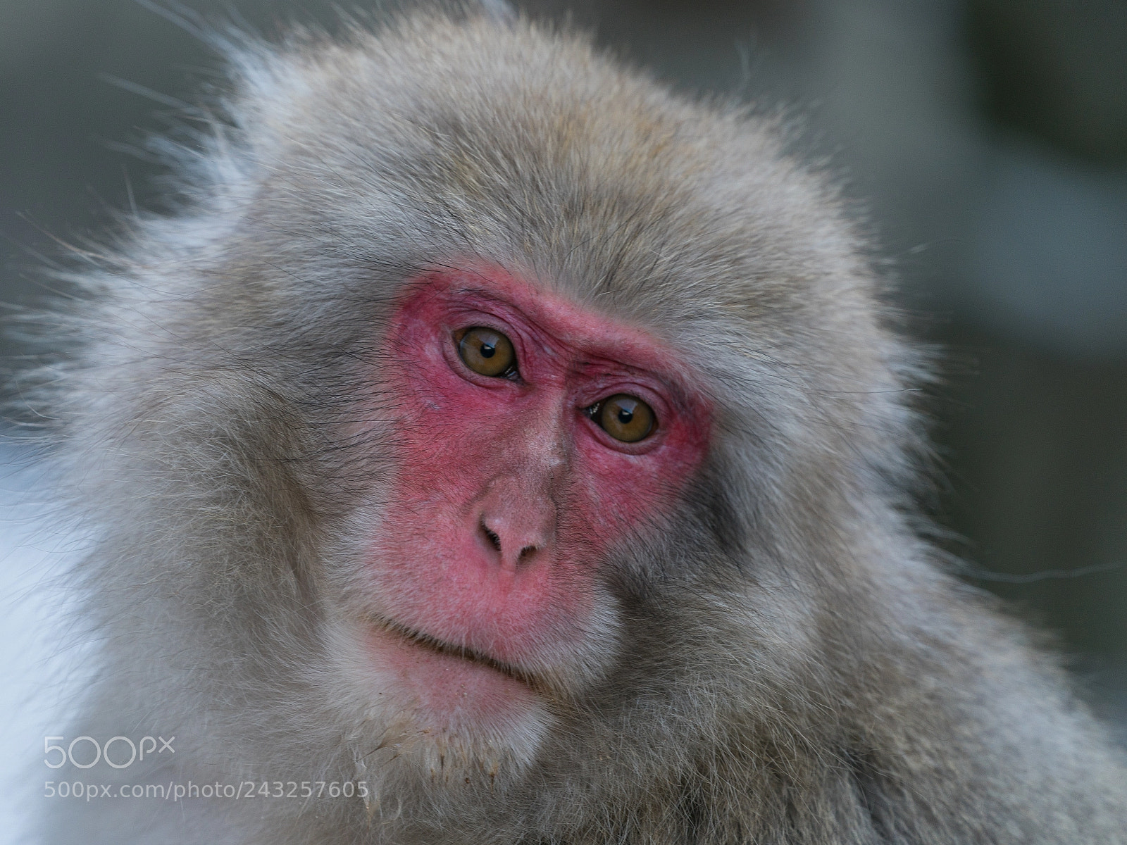 Sony a9 sample photo. Snow monkey face photography