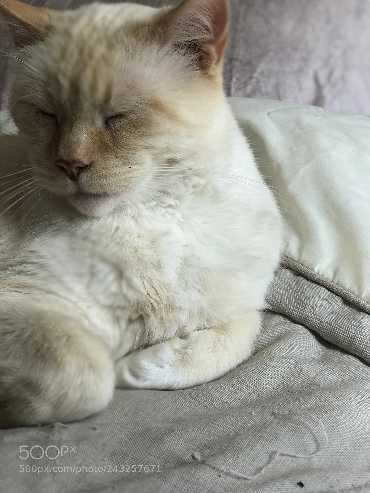 Apple iPhone 7 Plus sample photo. My beautiful cat photography