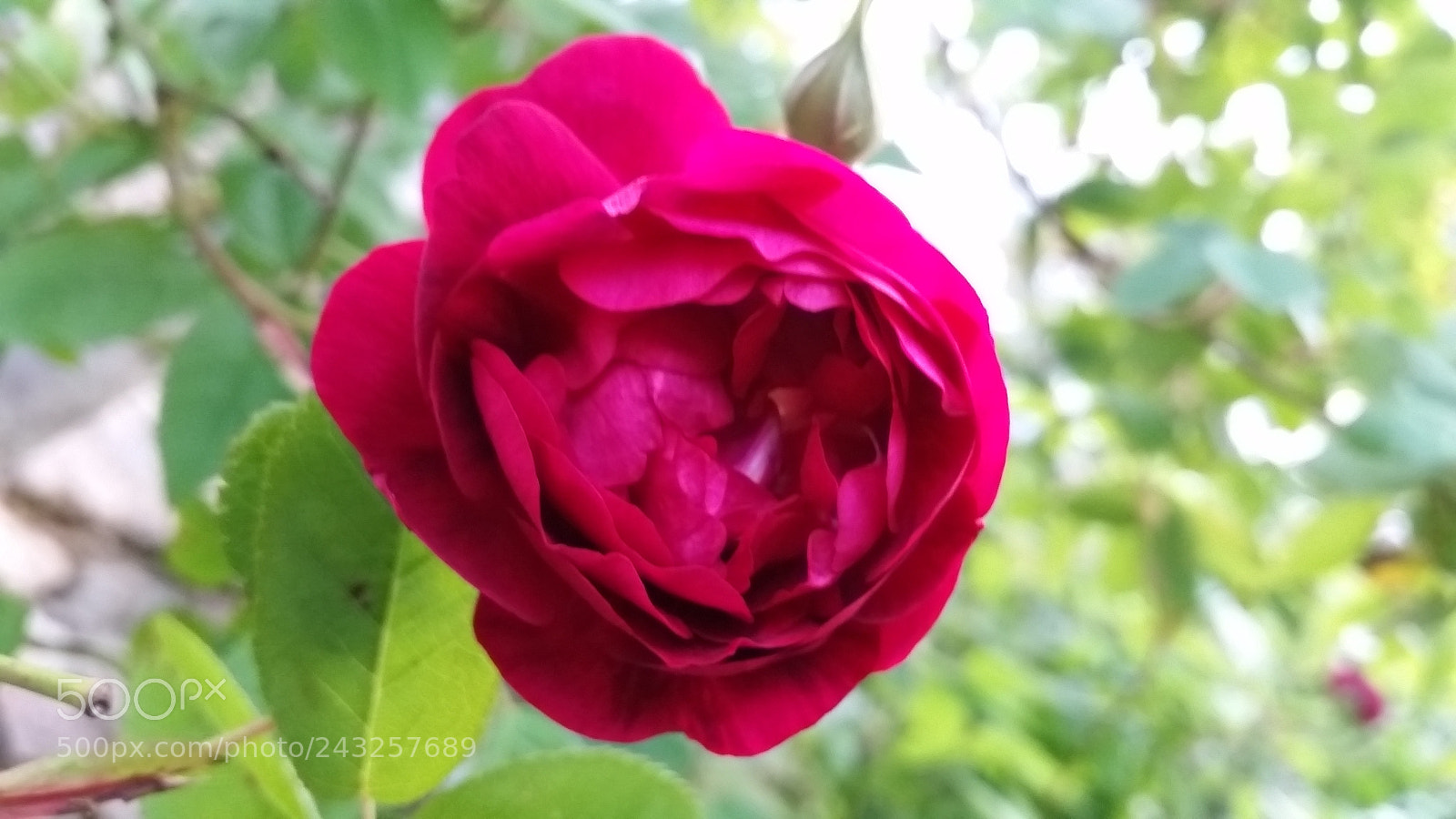 Samsung Galaxy S5 sample photo. Rosa antica photography