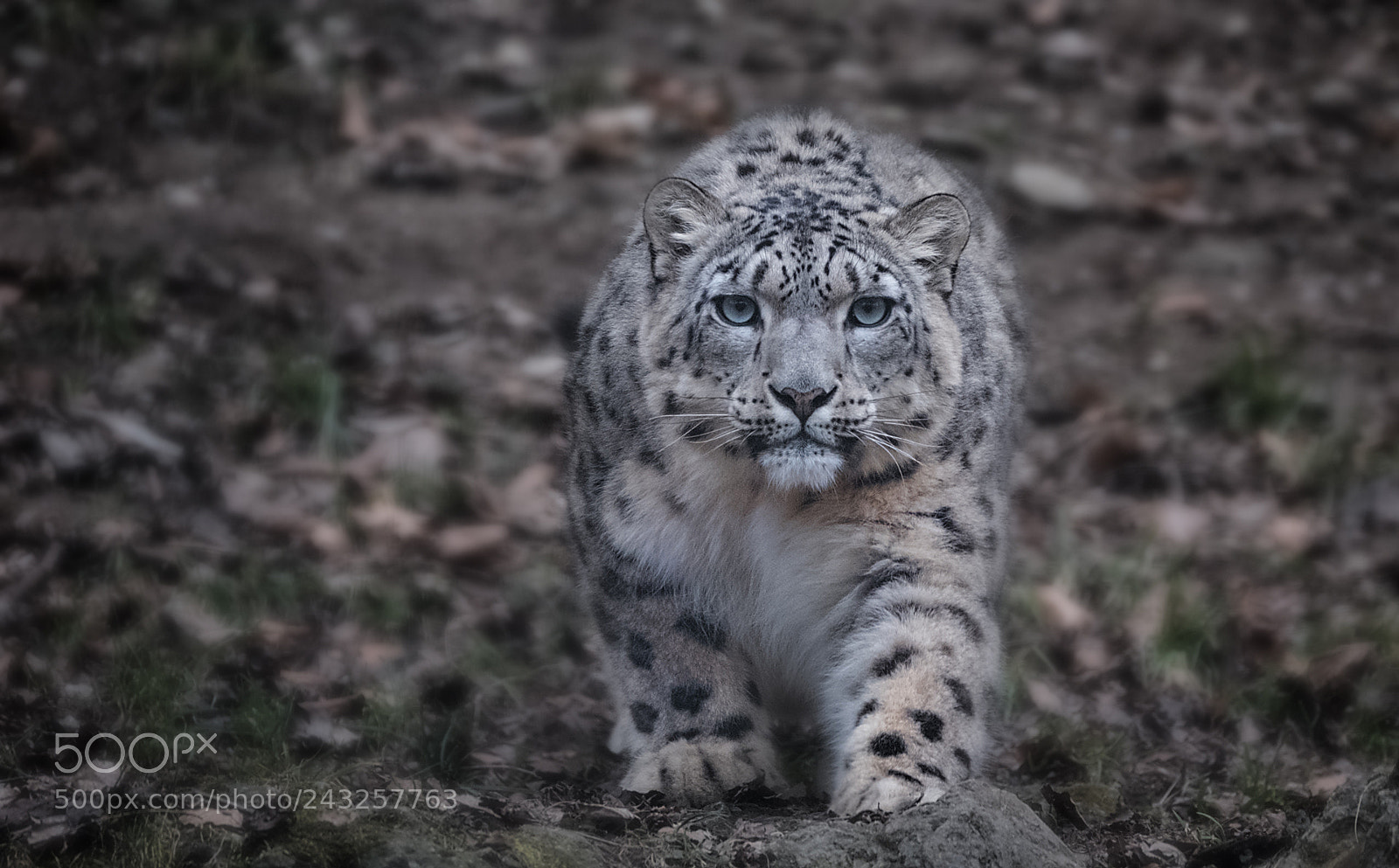 Fujifilm X-T2 sample photo. Schneeleopard photography