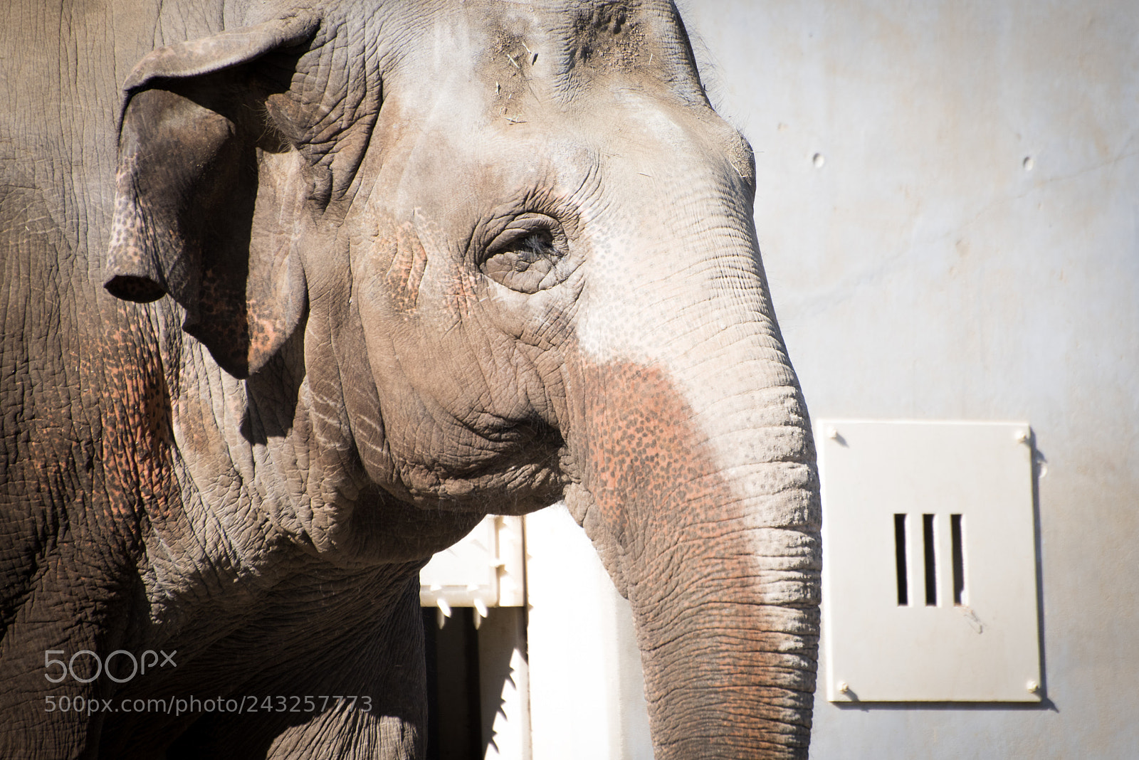 Nikon D810 sample photo. Elephant photography