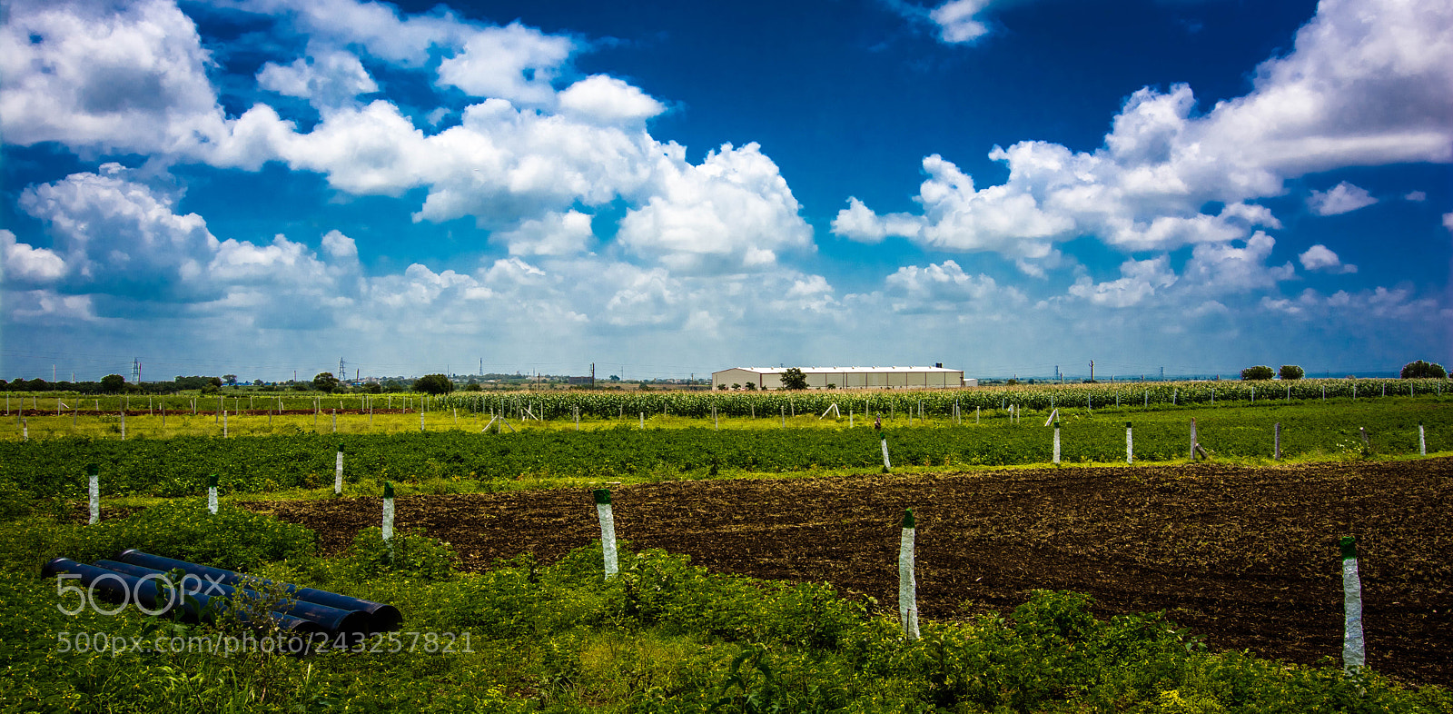 Nikon D7100 sample photo. Indian field photography