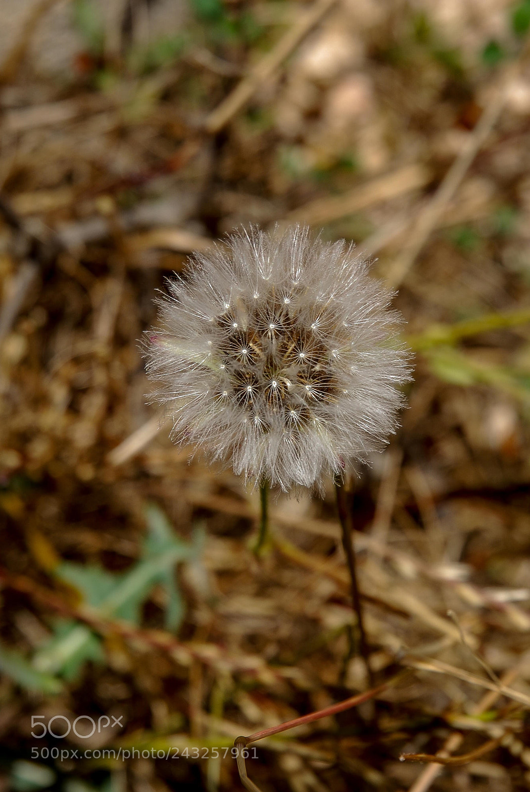 Nikon D80 sample photo. Macro flora vicentina photography