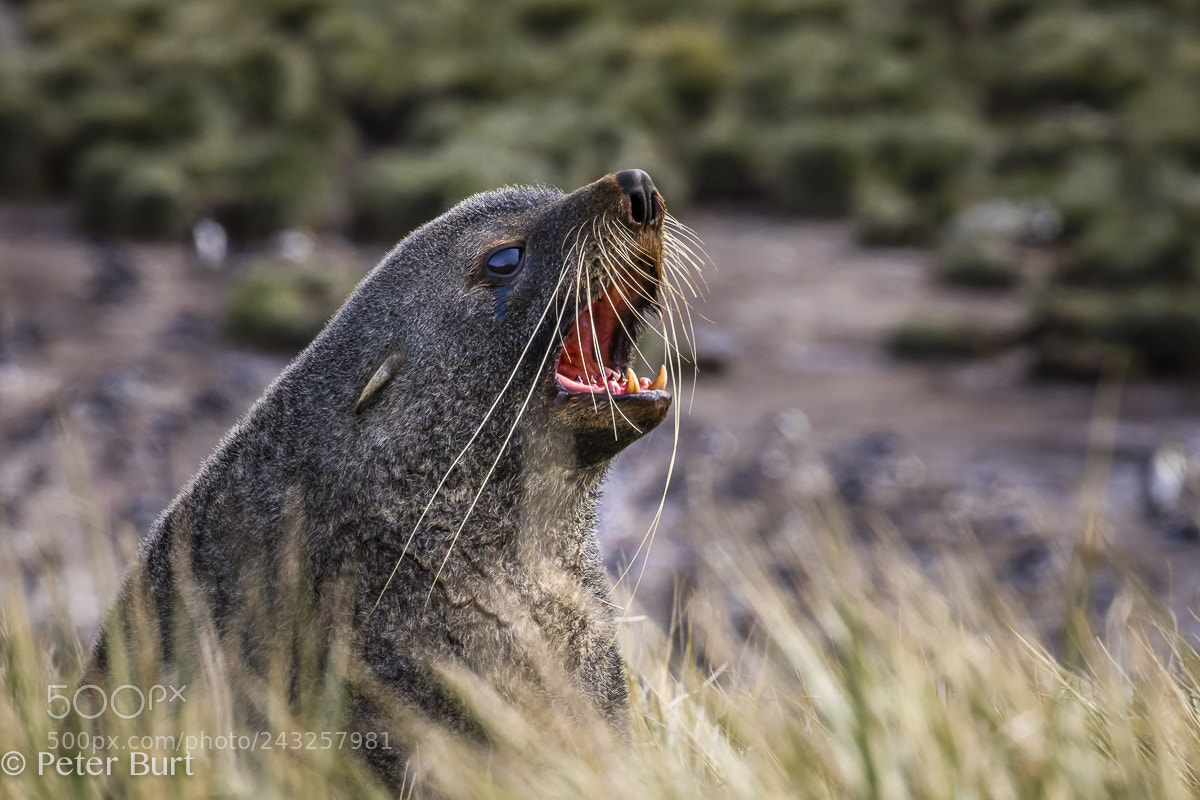 Canon EOS 5DS R sample photo. Adult fur seal photography