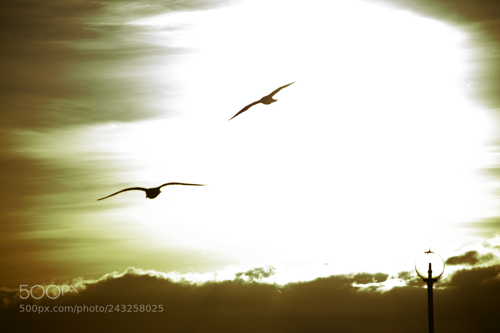 Nikon D7100 sample photo. Fly photography