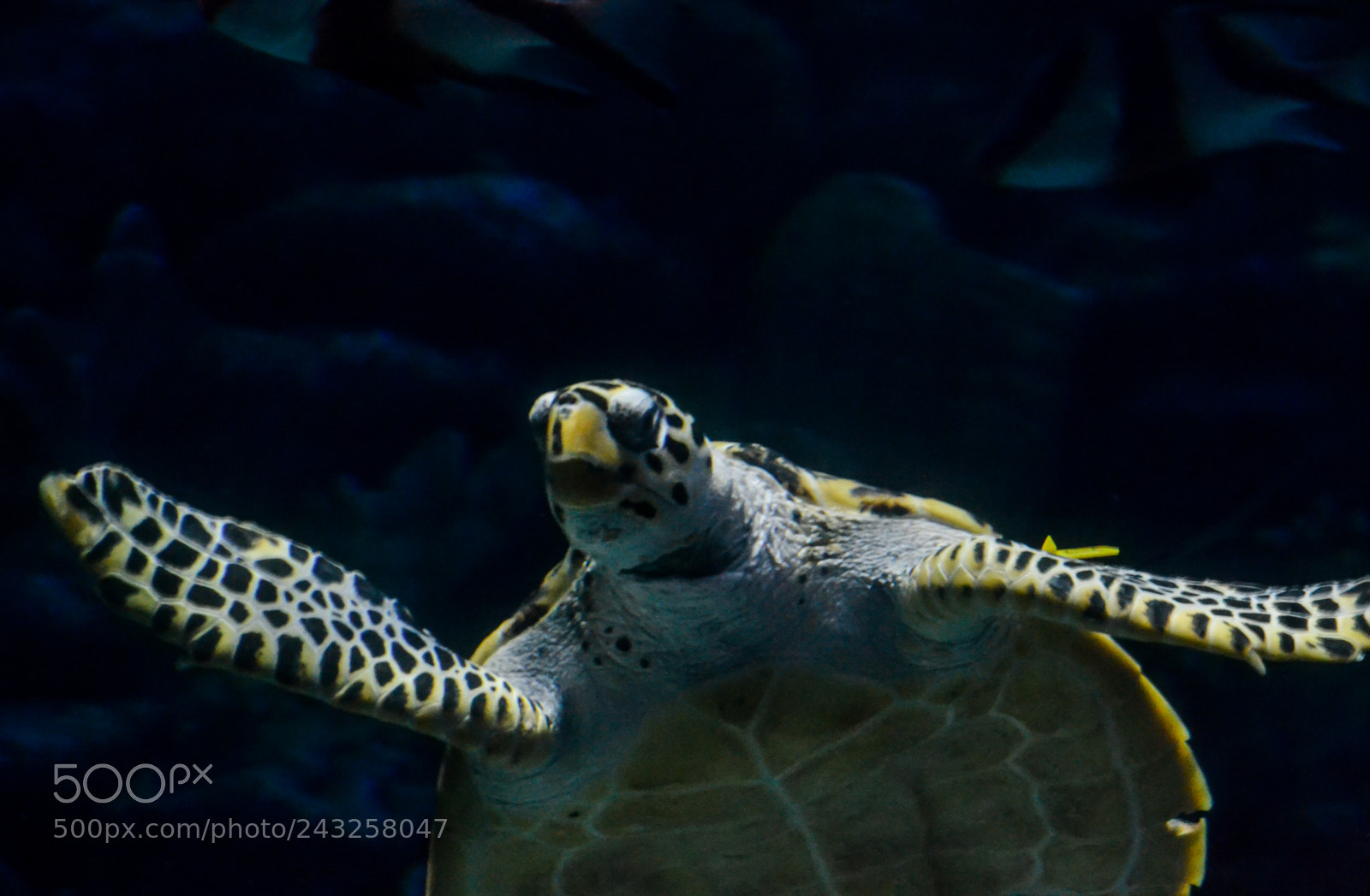 Nikon D3100 sample photo. Under the sea photography
