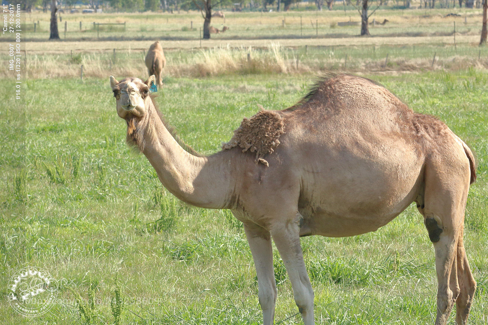 Canon EOS 650D (EOS Rebel T4i / EOS Kiss X6i) sample photo. "camel 71" photography