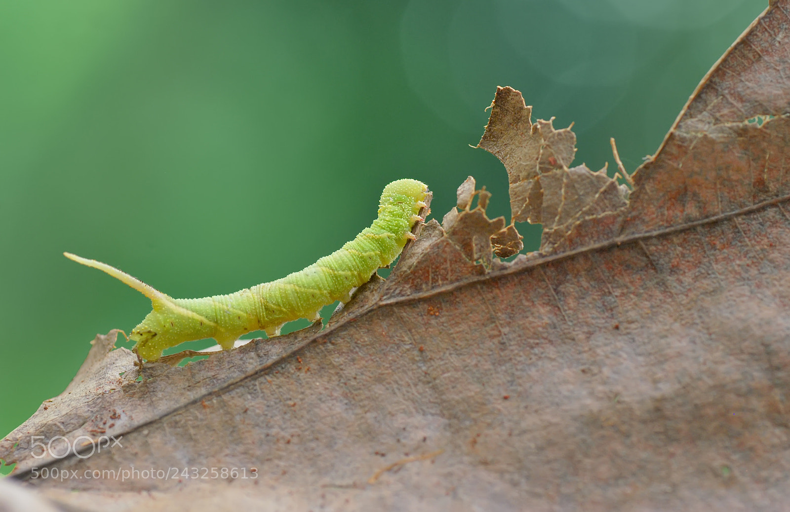Nikon D60 sample photo. Caterpillar photography