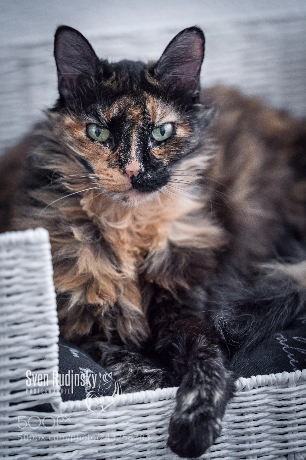 Sony a9 sample photo. Cat in the bed photography