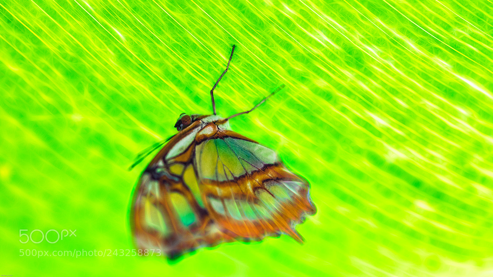 Sony a7R II sample photo. Under the leaf ... photography