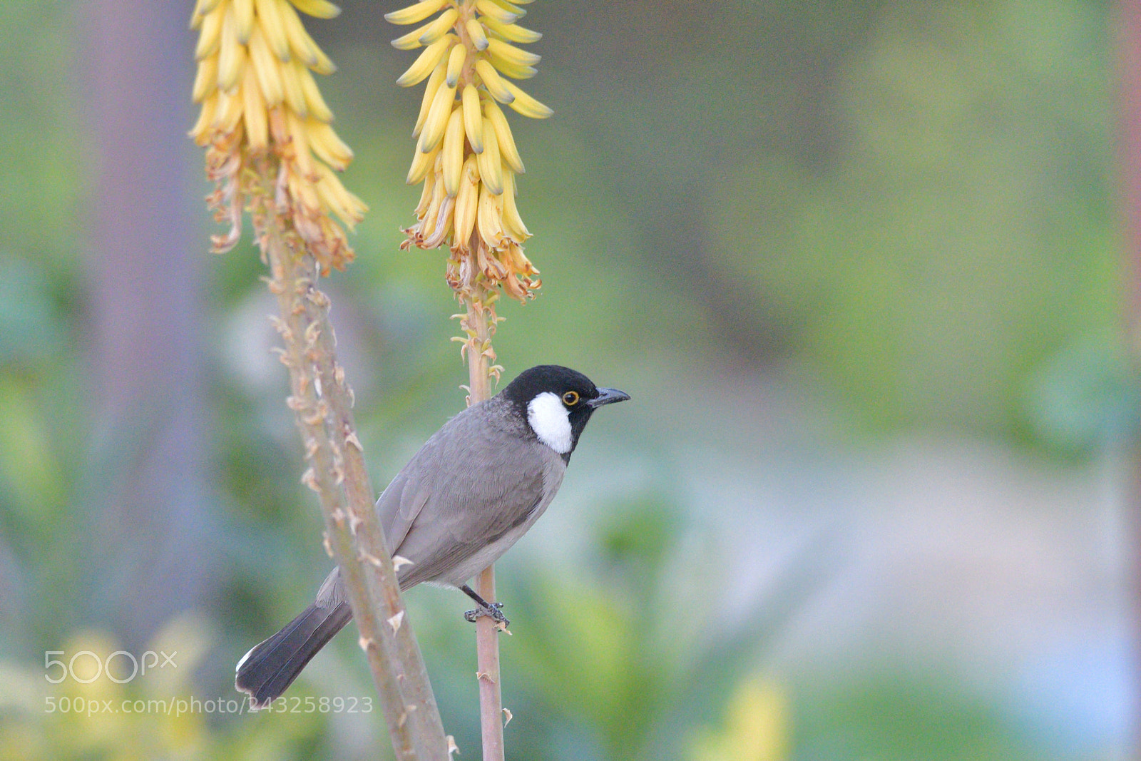 Nikon D500 sample photo. White eared bulbul perching photography