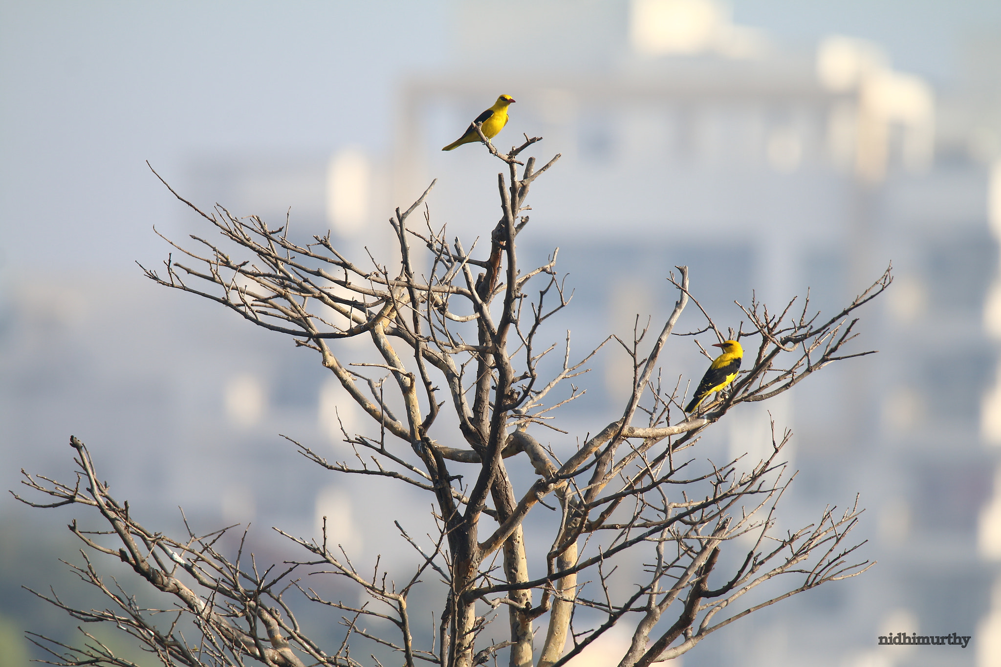 Canon EOS 70D + Canon EF 100-400mm F4.5-5.6L IS II USM sample photo. Birds at kaikondrahalli lake - indian golden orioles photography