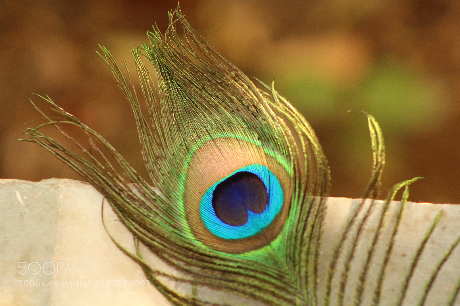 Canon EOS 1200D (EOS Rebel T5 / EOS Kiss X70 / EOS Hi) sample photo. Peacock feather photography