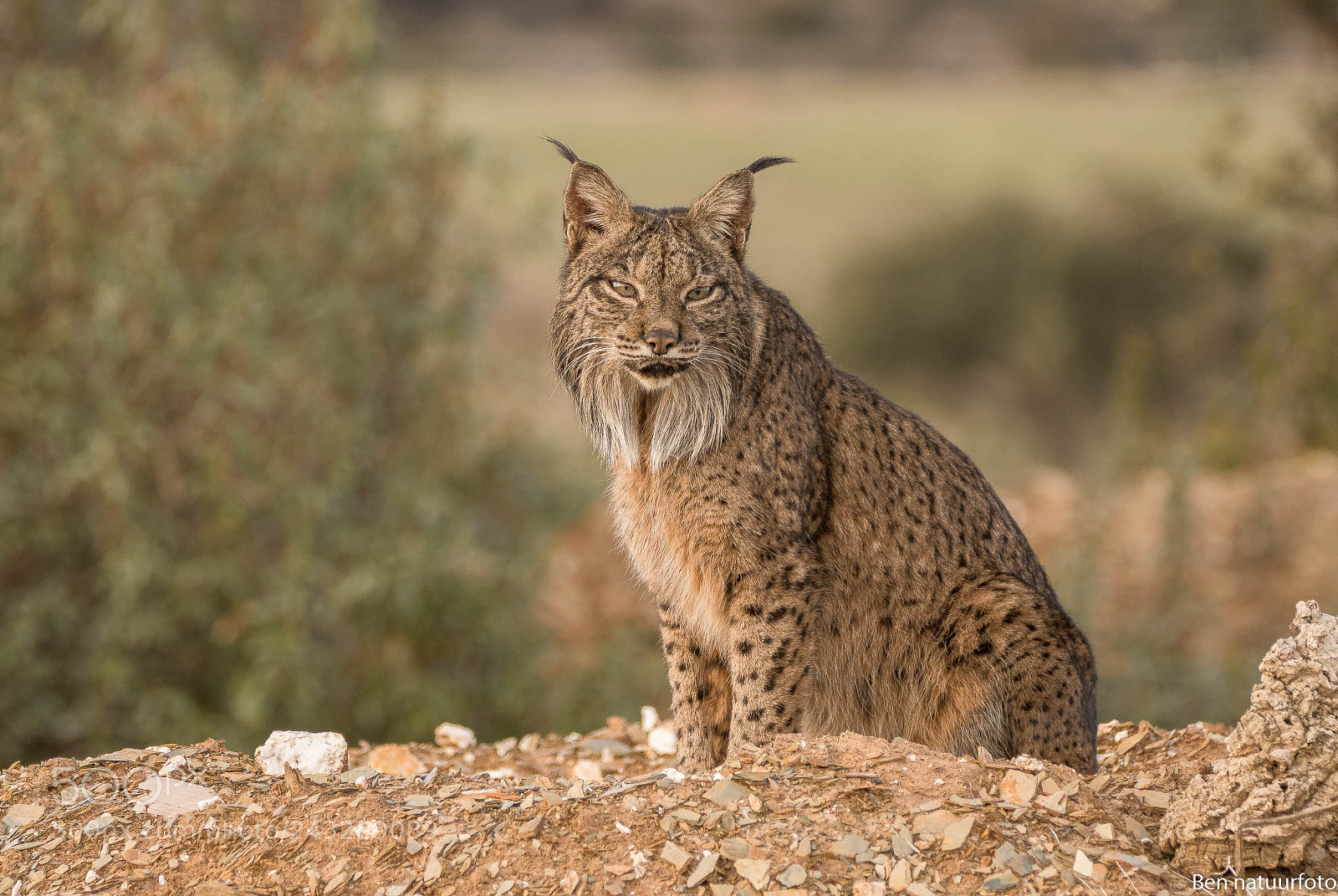 Nikon D500 sample photo. The iberian lynx photography