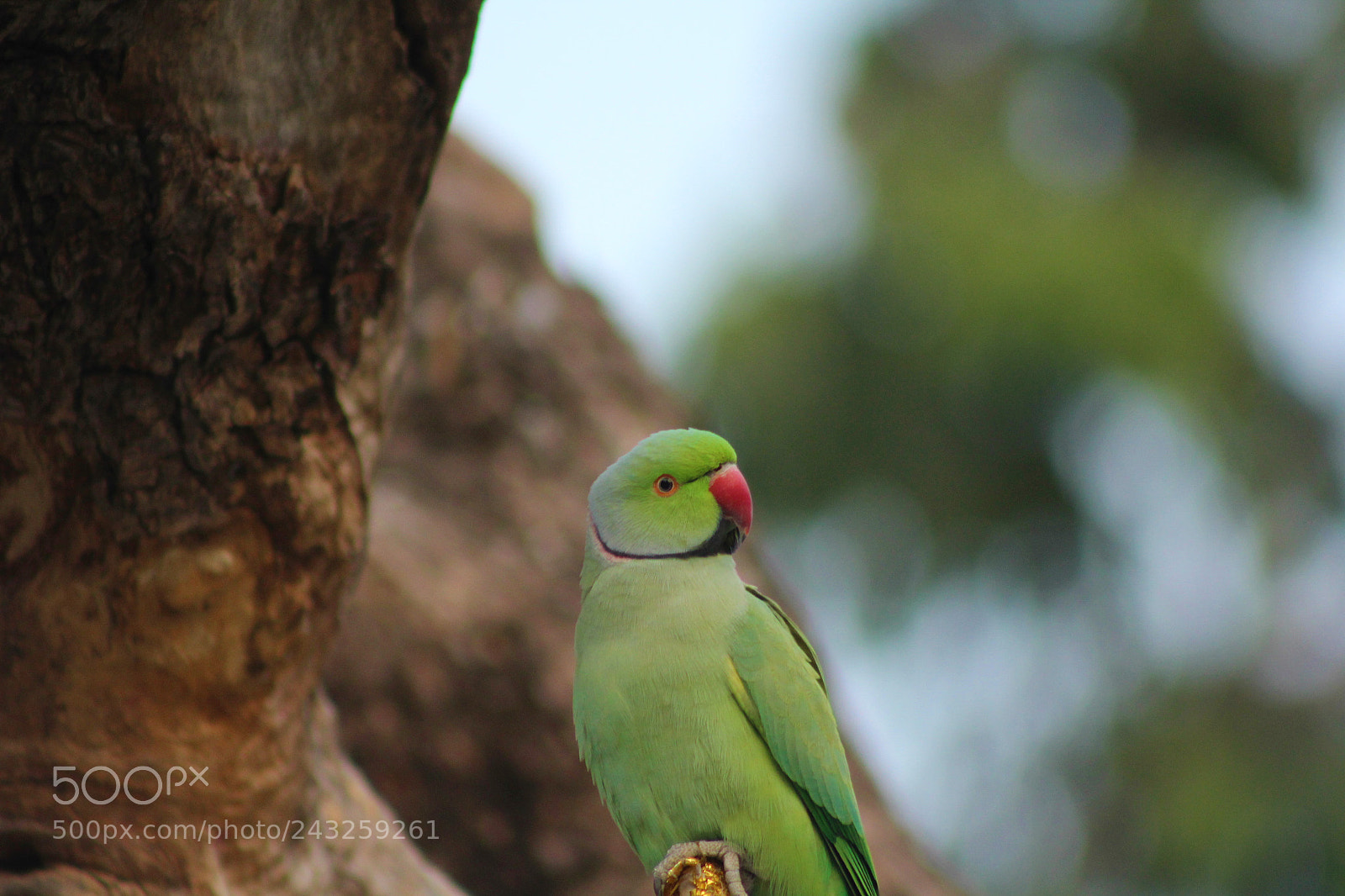 Canon EOS 1200D (EOS Rebel T5 / EOS Kiss X70 / EOS Hi) sample photo. Parrot photography