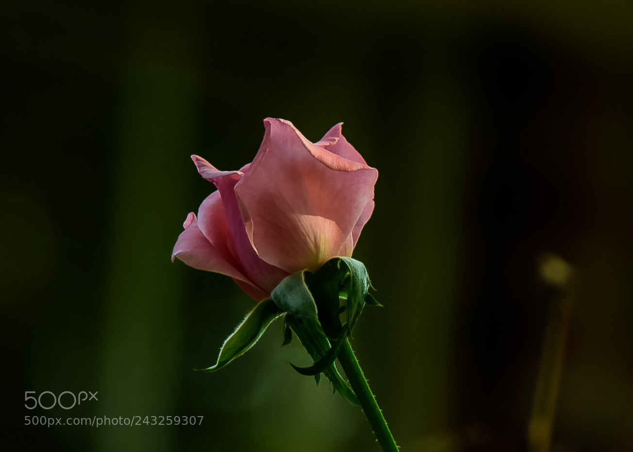 Nikon D810 sample photo. Rose! photography