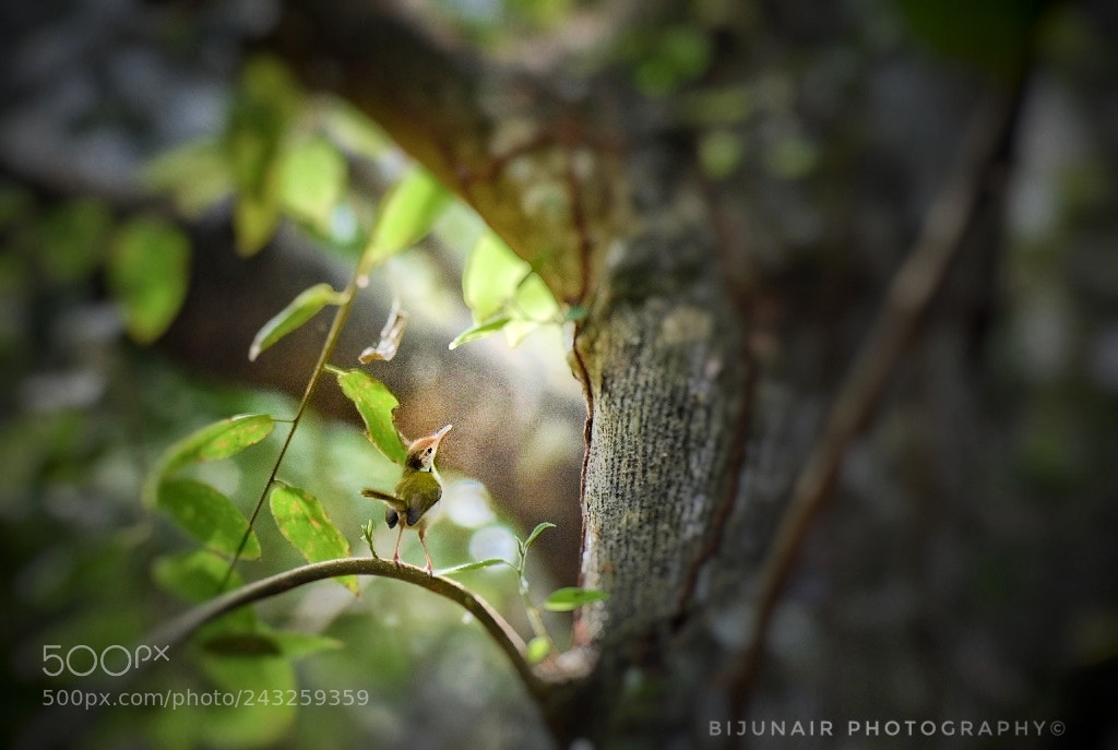 Nikon D7200 sample photo. Untitled photography