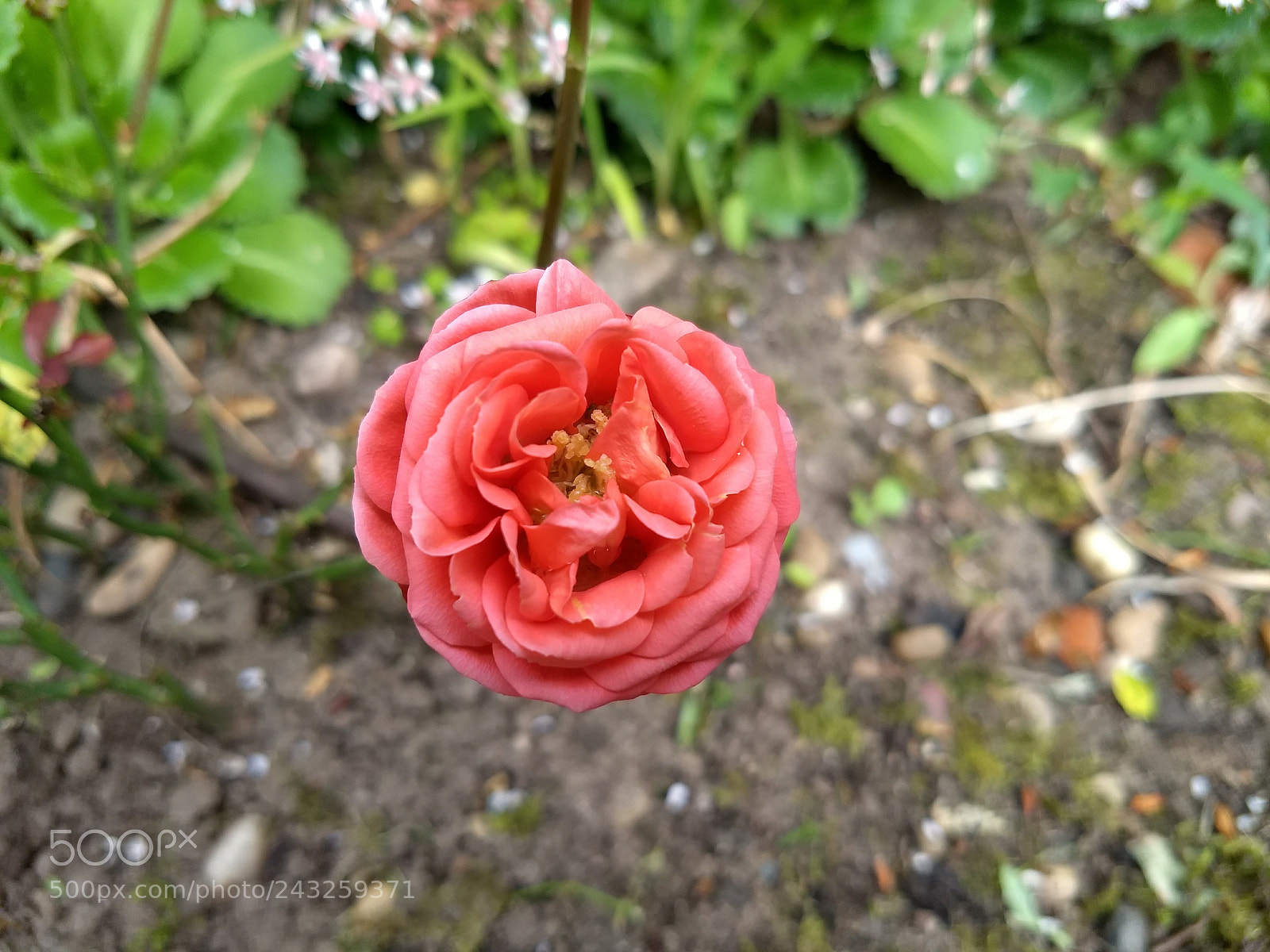 Motorola Moto G (5) Plus sample photo. Blossoming flower photography