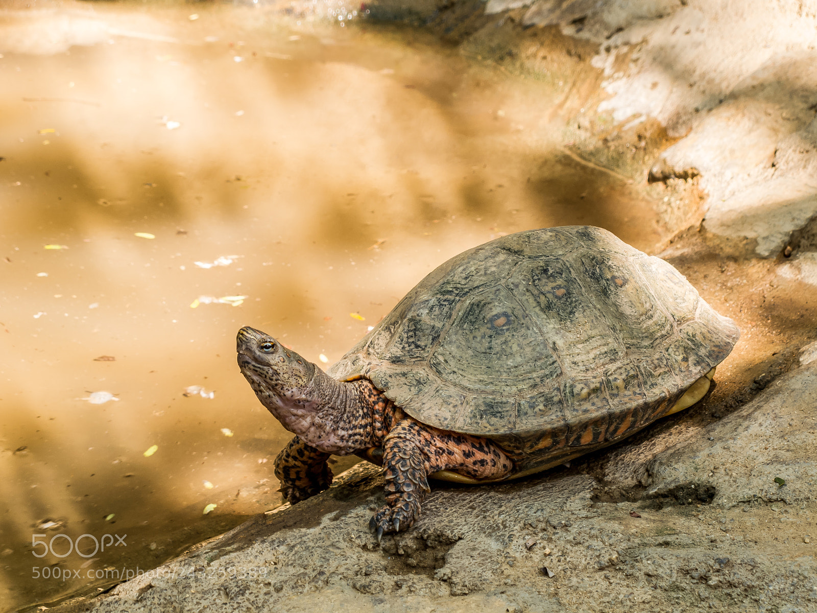 Canon PowerShot G11 sample photo. Tortuga sabanera rescatada y photography