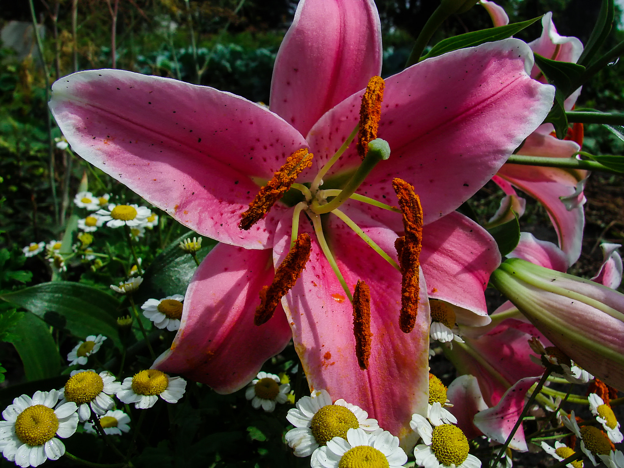 Sony DSC-H5 sample photo. Lily photography