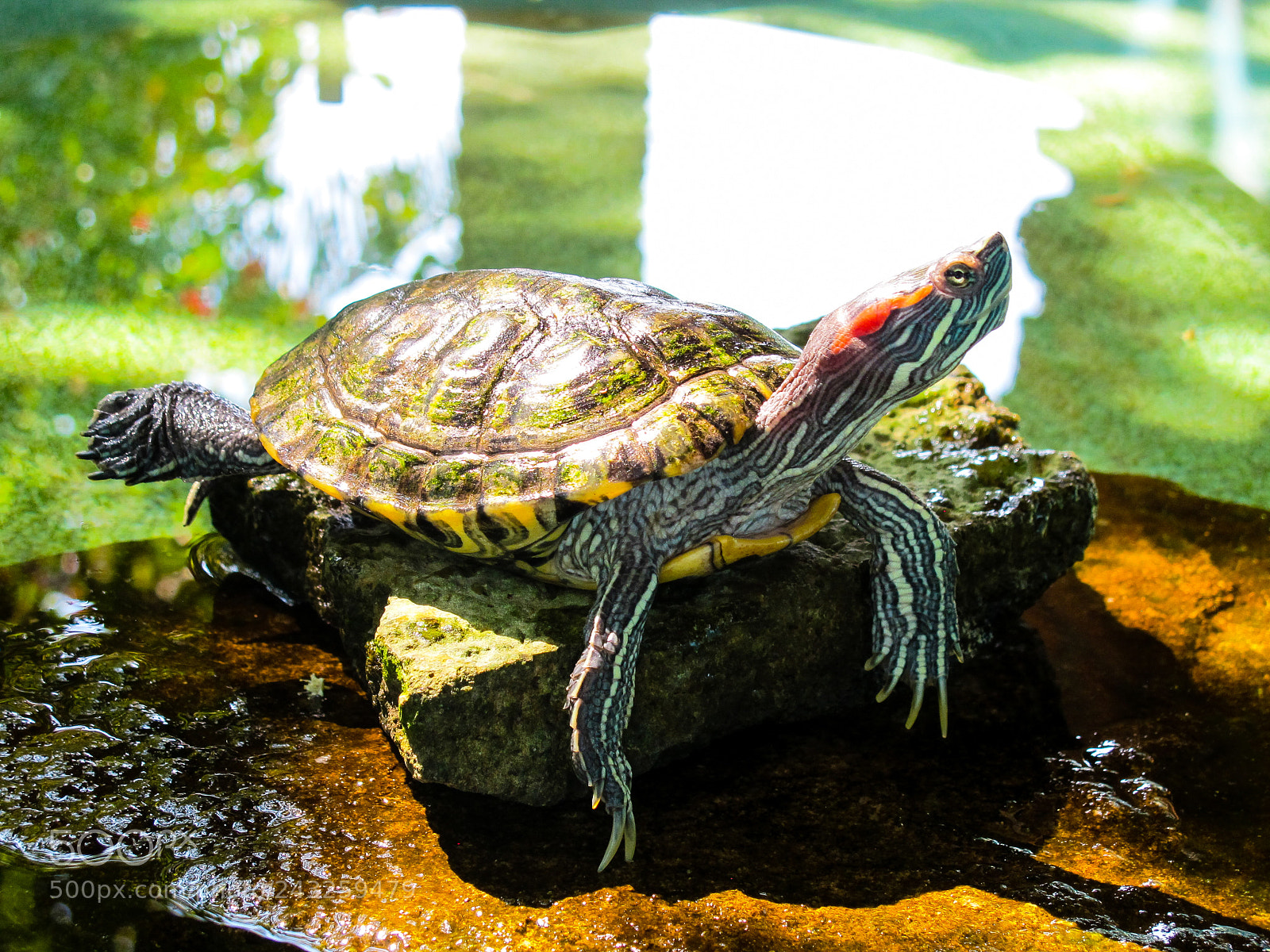 Canon PowerShot G11 sample photo. Tortuga jicoteca tomando el photography