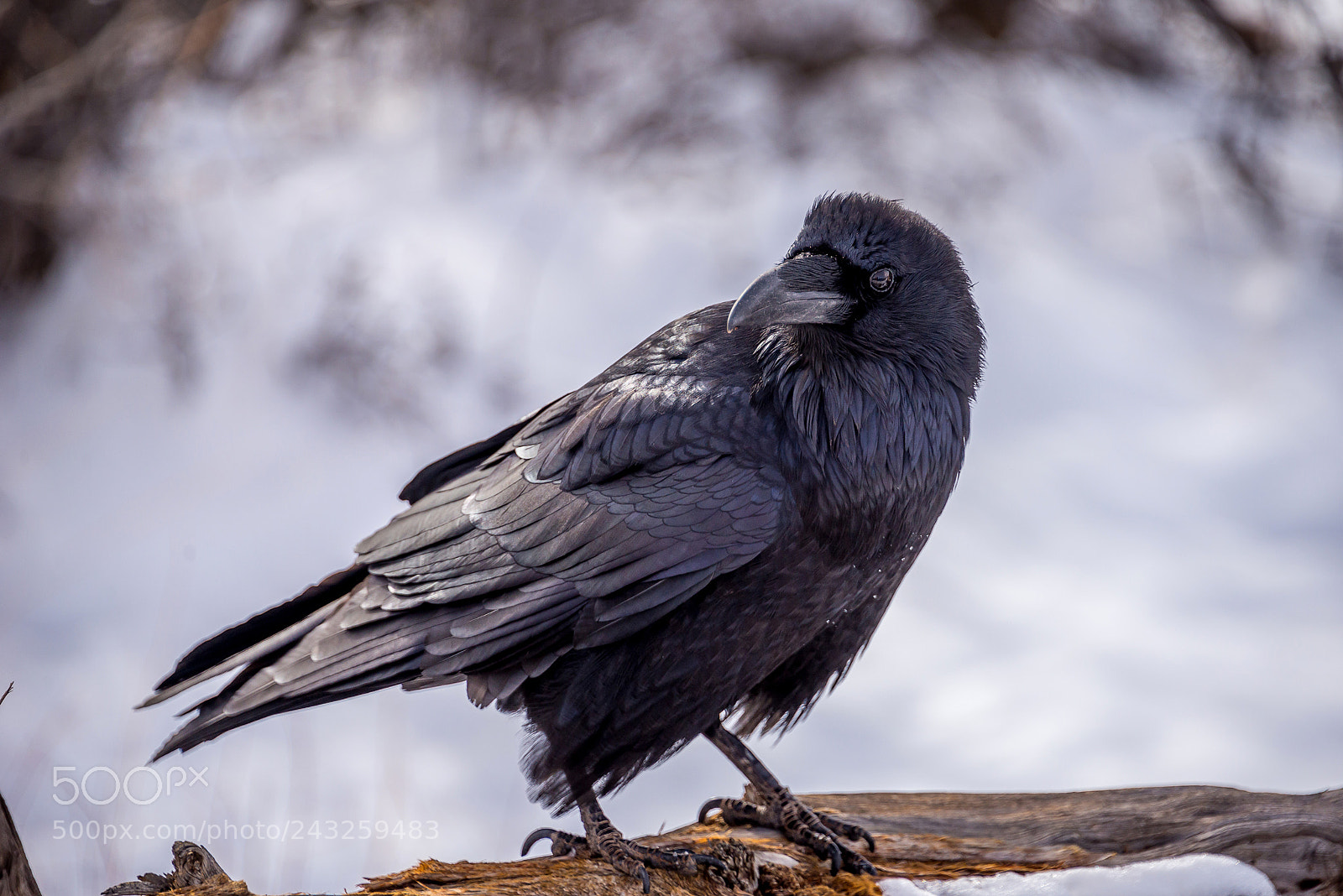 Nikon D610 sample photo. Crow photography