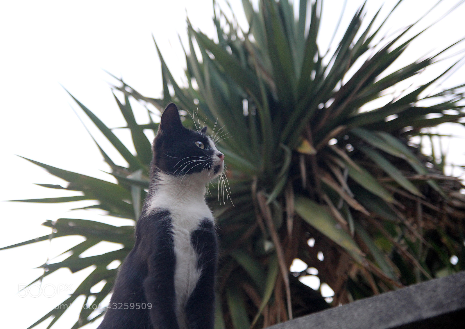 Canon EOS 60D sample photo. Portrait of a cat photography