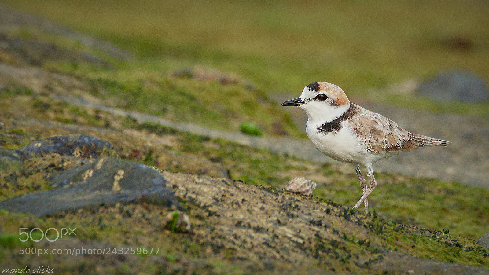 Nikon D500 sample photo. Malaysian plover - male photography