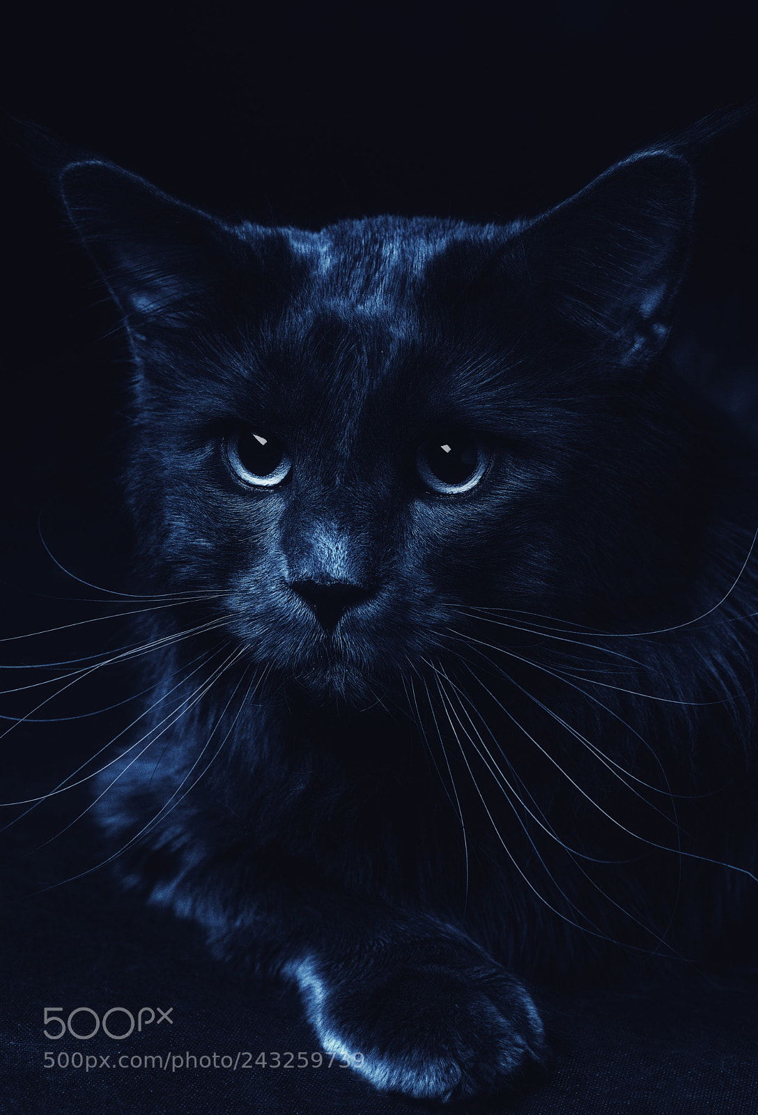 Nikon D800 sample photo. Cat maine-coon on a photography