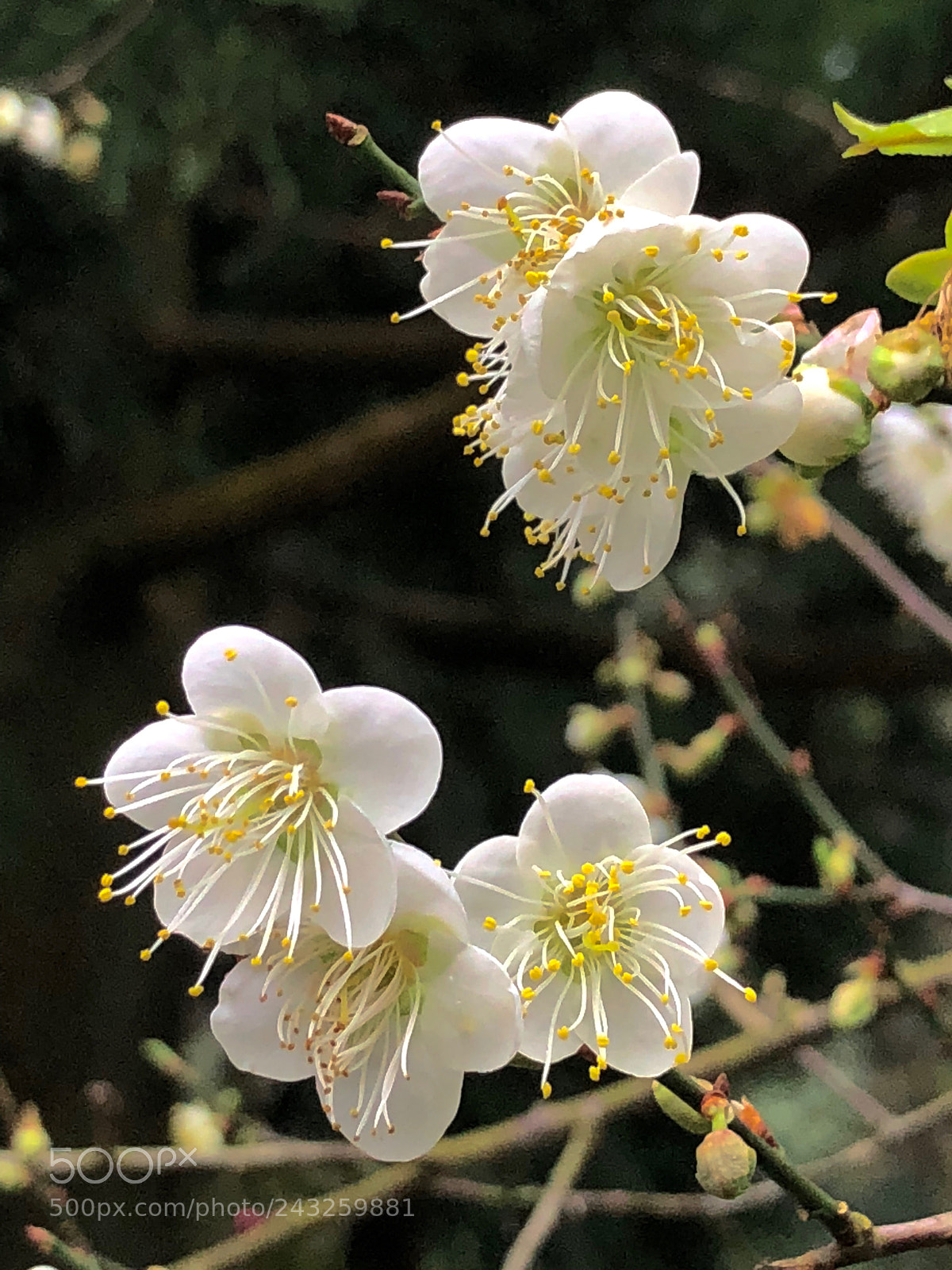 Apple iPhone 8 Plus sample photo. Untitled photography
