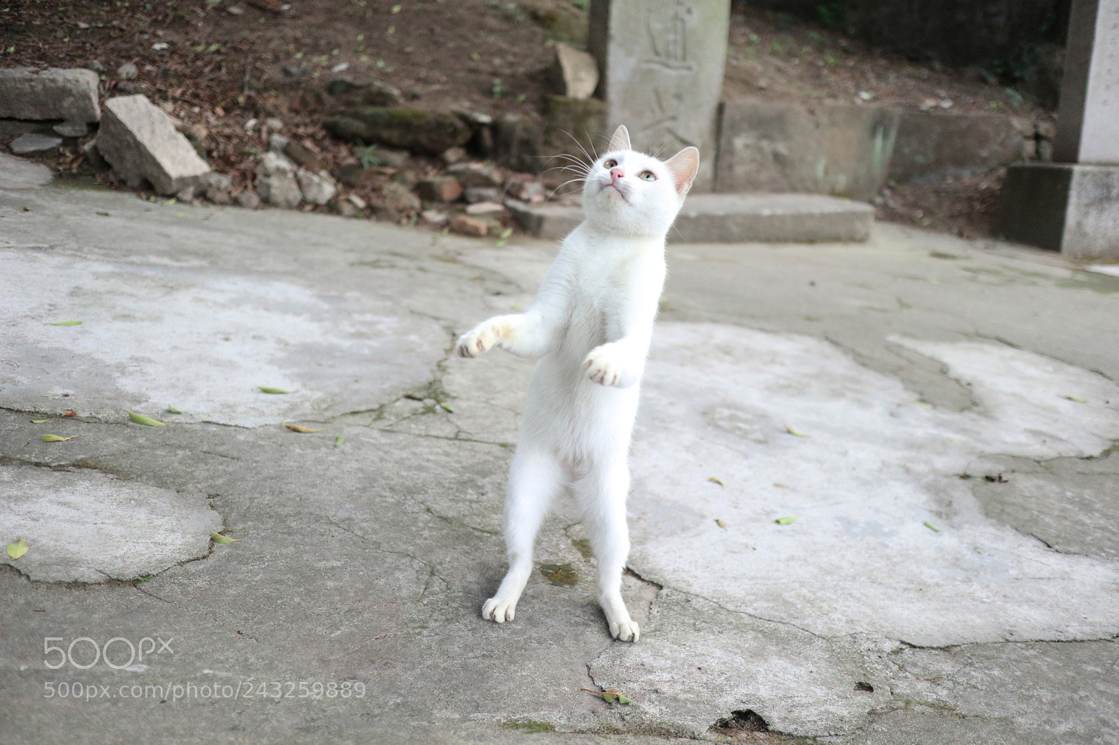 Canon EOS M6 sample photo. Img photography