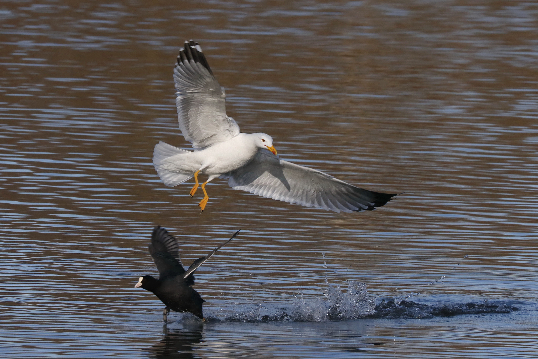 Canon EF 70-300mm F4-5.6L IS USM sample photo. Möwe im anflug photography