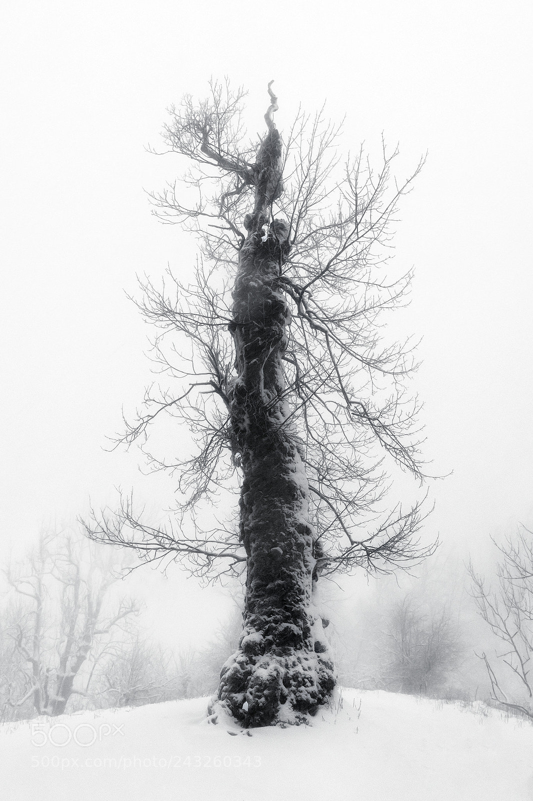 Nikon D7200 sample photo. Icon from vysoka peak photography