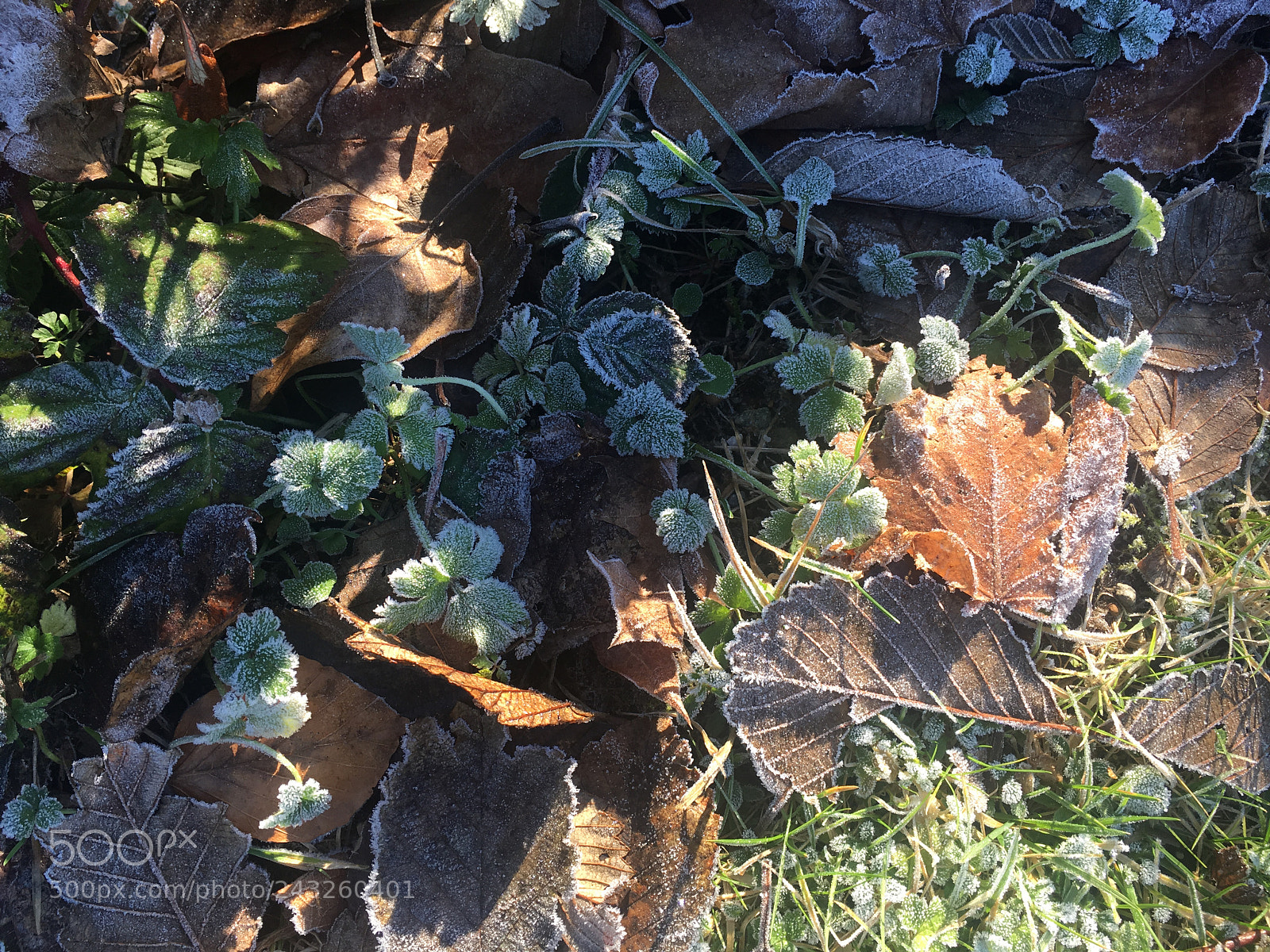 Apple iPhone 6s Plus sample photo. Untitled photography
