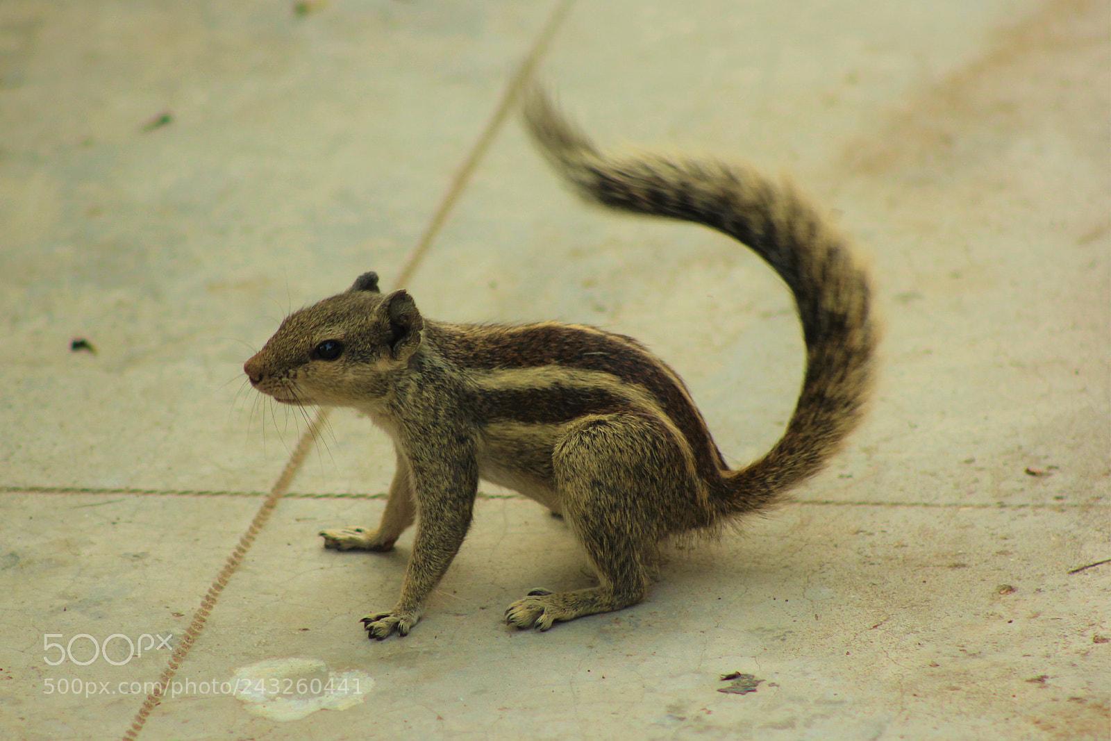 Canon EOS 1200D (EOS Rebel T5 / EOS Kiss X70 / EOS Hi) sample photo. On alert chipmunk photography