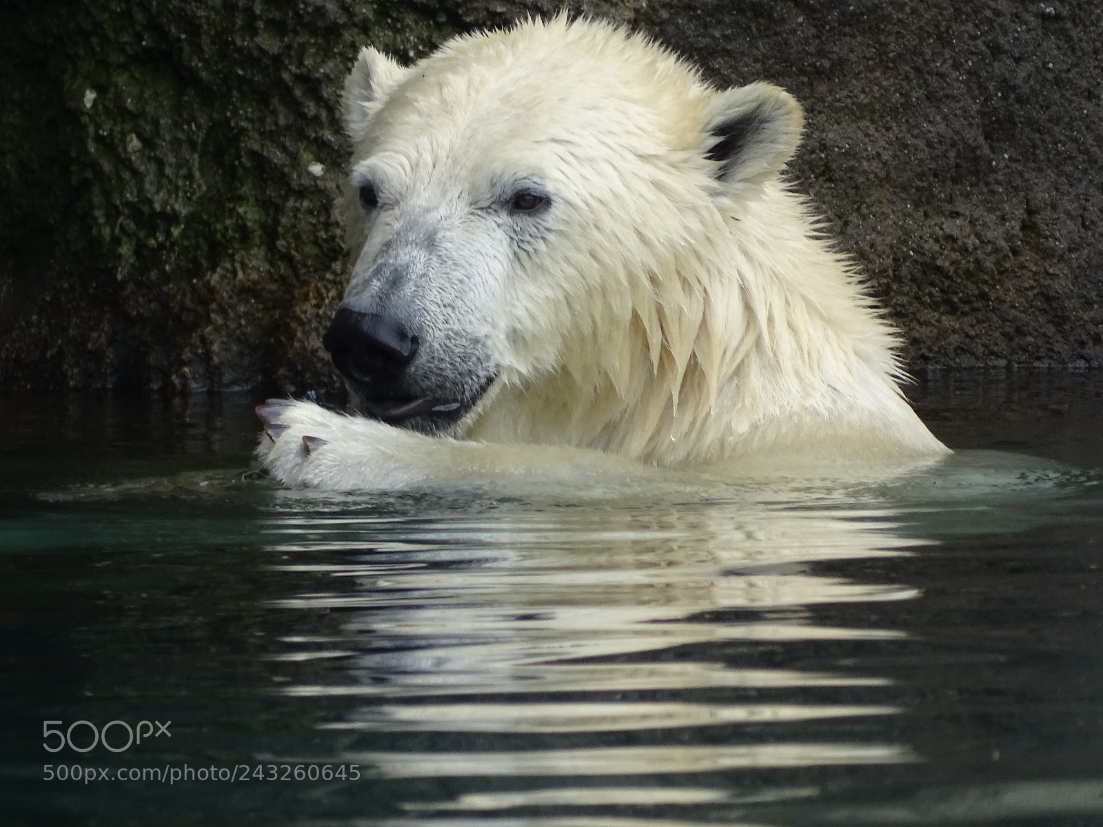 Sony Cyber-shot DSC-HX400V sample photo. Polar bear photography