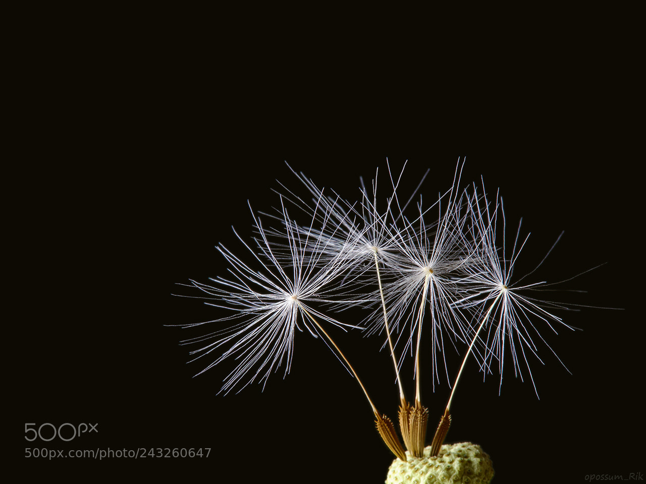 Panasonic Lumix DMC-FZ1000 sample photo. Dandelion seeds photography