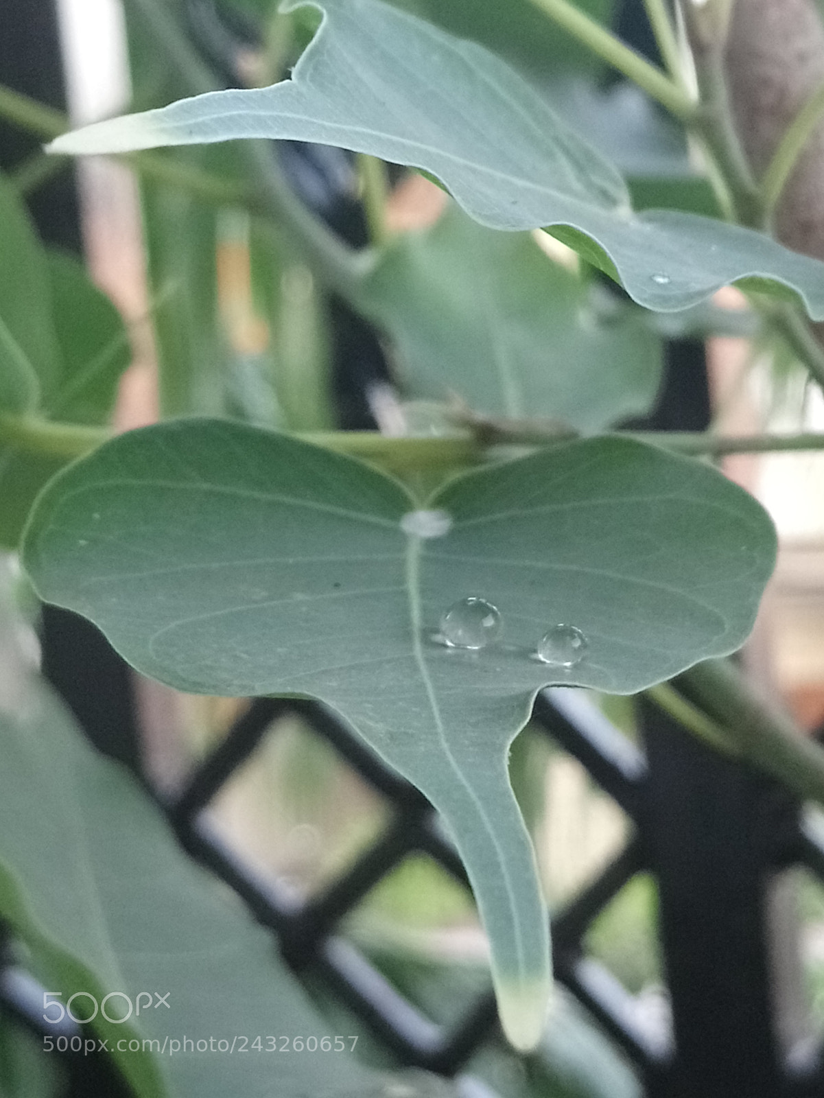 Sony Xperia XA1 Ultra sample photo. Untitled photography