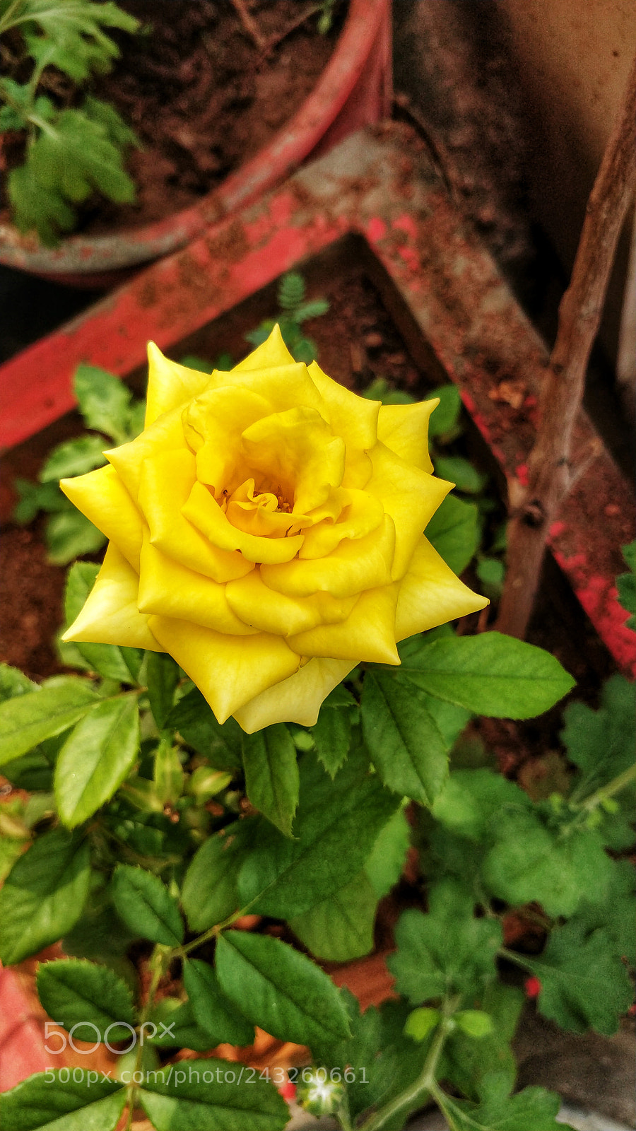OnePlus 5 sample photo. Yello rose photography